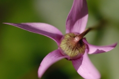 Alpenveilchen01