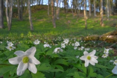 Anemonen01