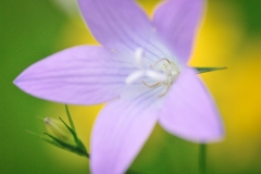 Glockenblume01