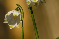 Maerzenbecher01